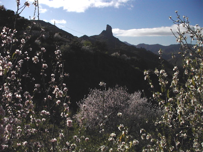 Mandelblüte mit Roque Bentaiga
